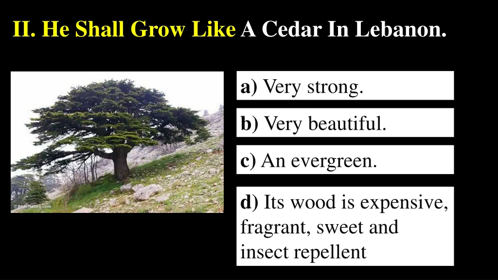 ii he shall grow like a cedar in lebanon