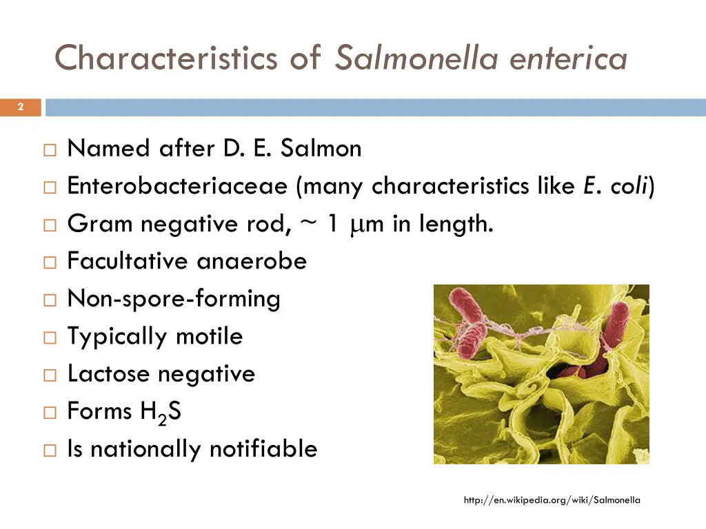 characteristics of salmonella enterica