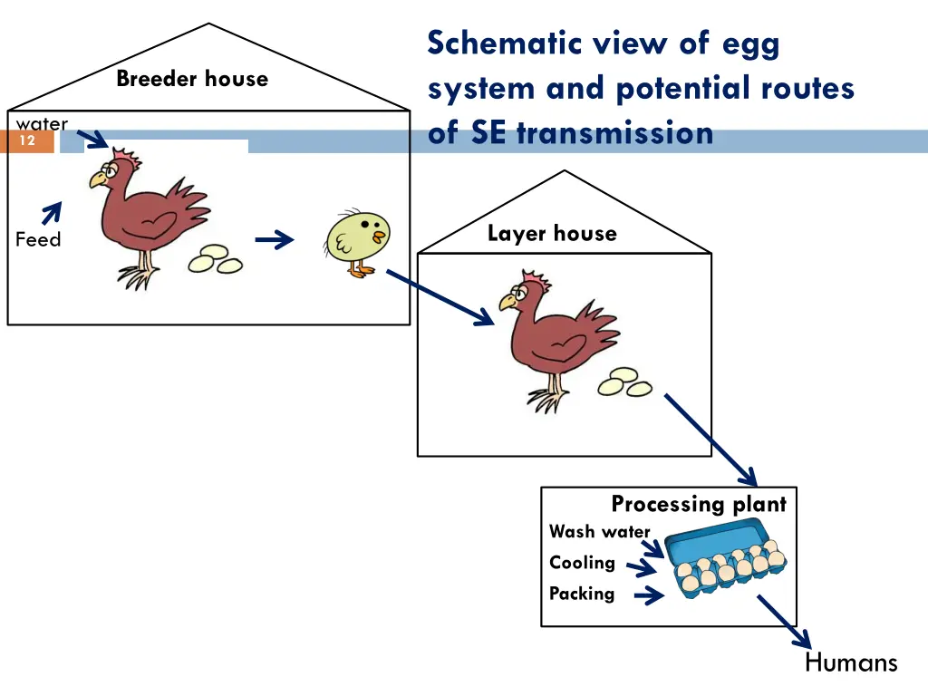 schematic view of egg system and potential routes