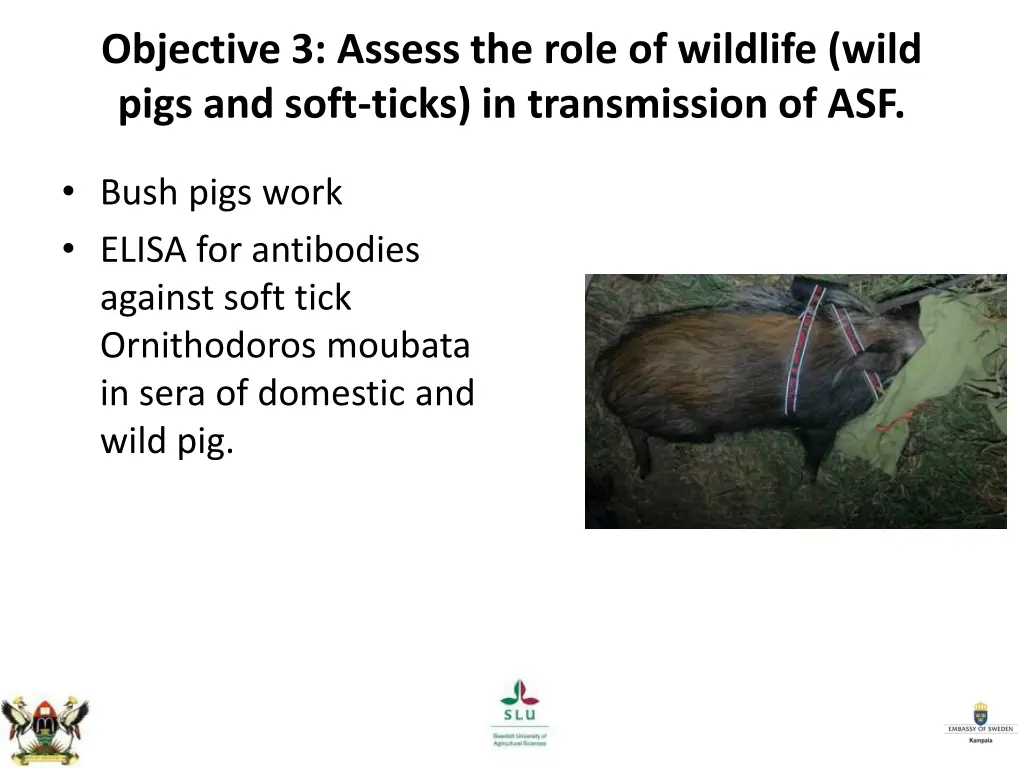 objective 3 assess the role of wildlife wild pigs