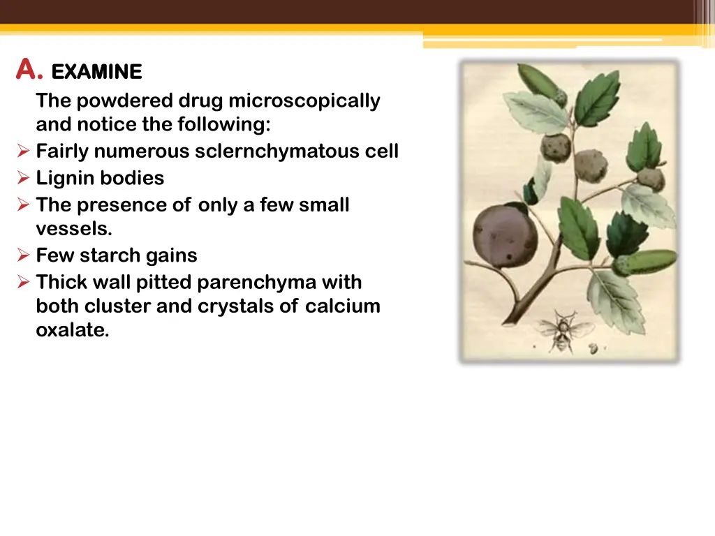 a a examine examine the powdered drug