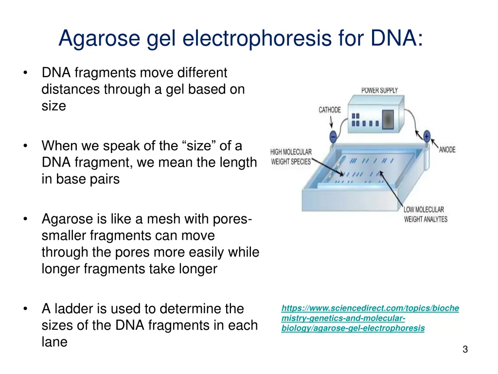 agarose gel electrophoresis for dna 1