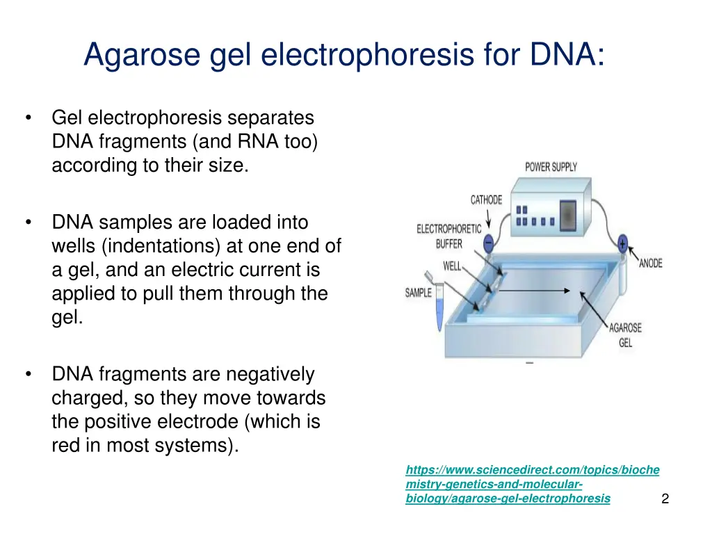 agarose gel electrophoresis for dna