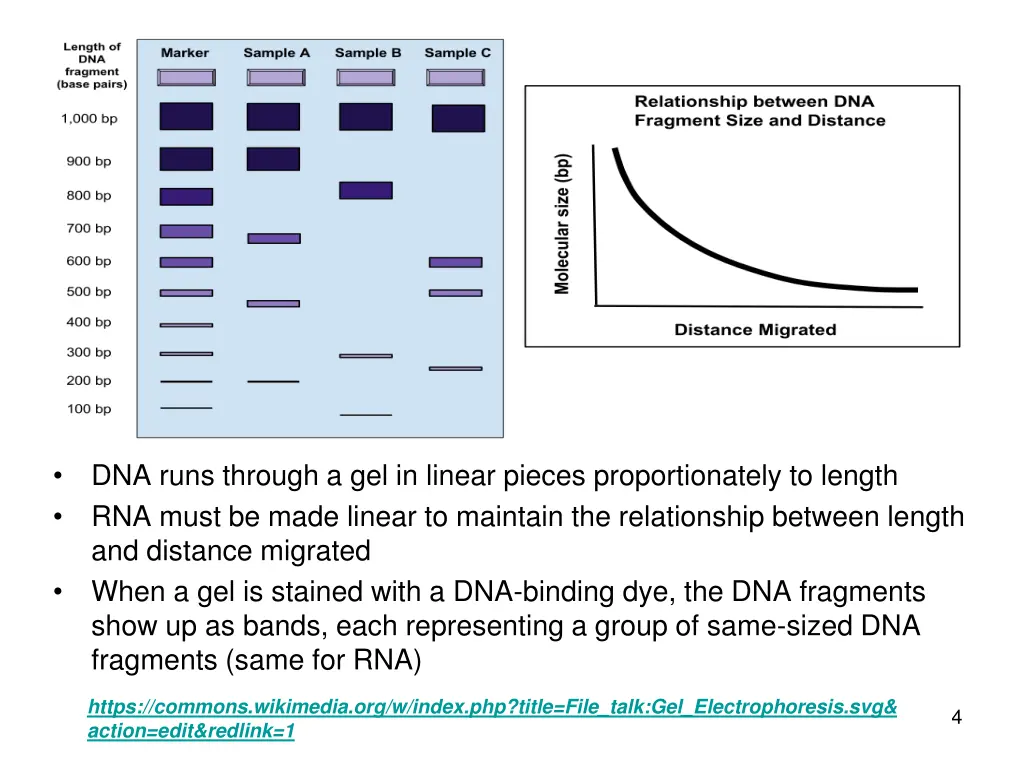 dna runs through a gel in linear pieces