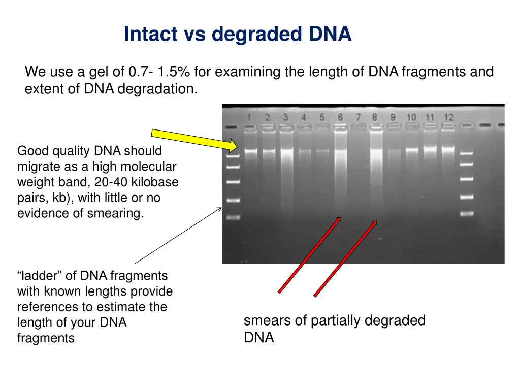 intact vs degraded dna