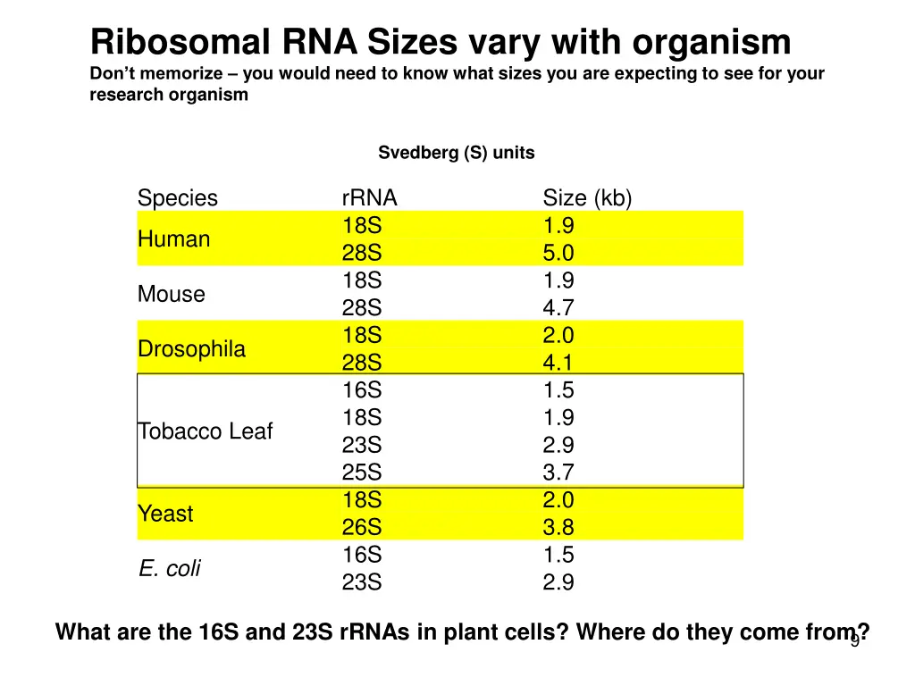 ribosomal rna sizes vary with organism