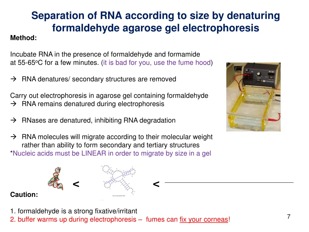 separation of rna according to size by denaturing