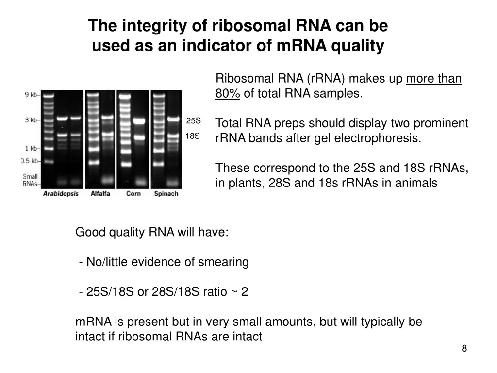 the integrity of ribosomal rna can be used