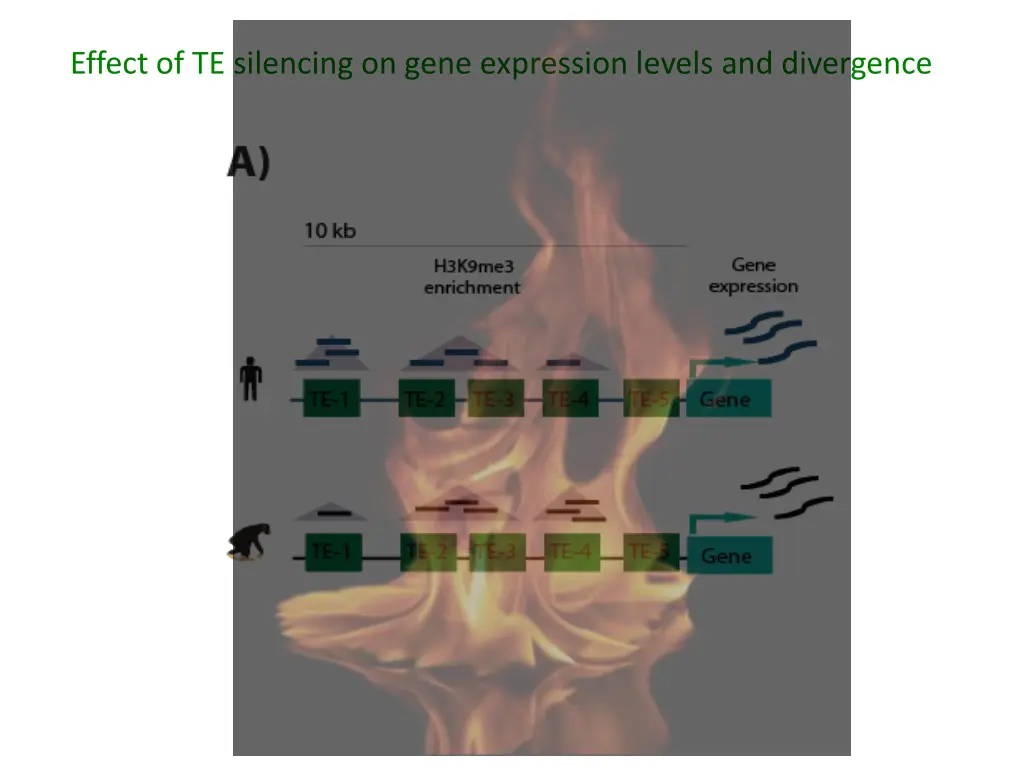 effect of te silencing on gene expression levels 1