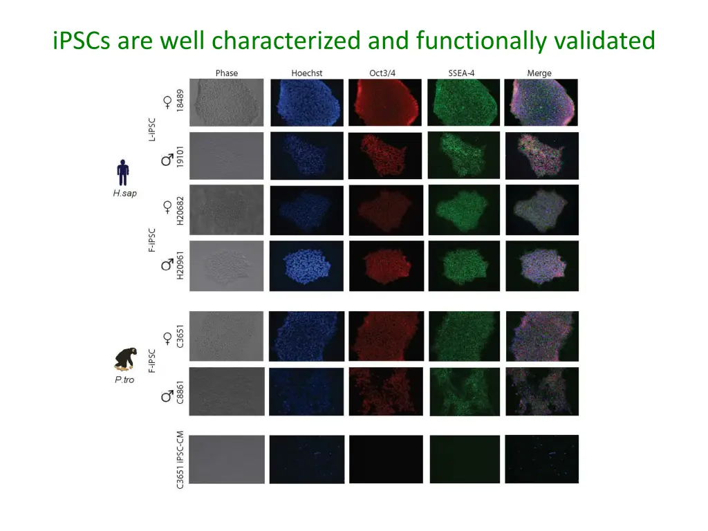 ipscs are well characterized and functionally