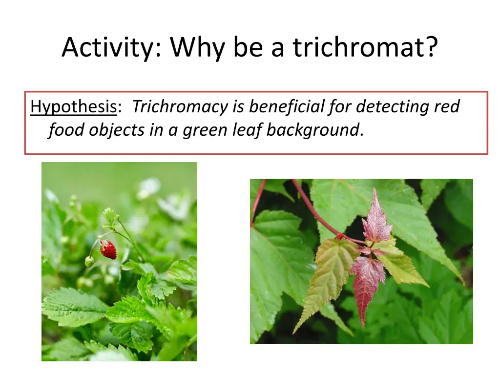 activity why be a trichromat 1