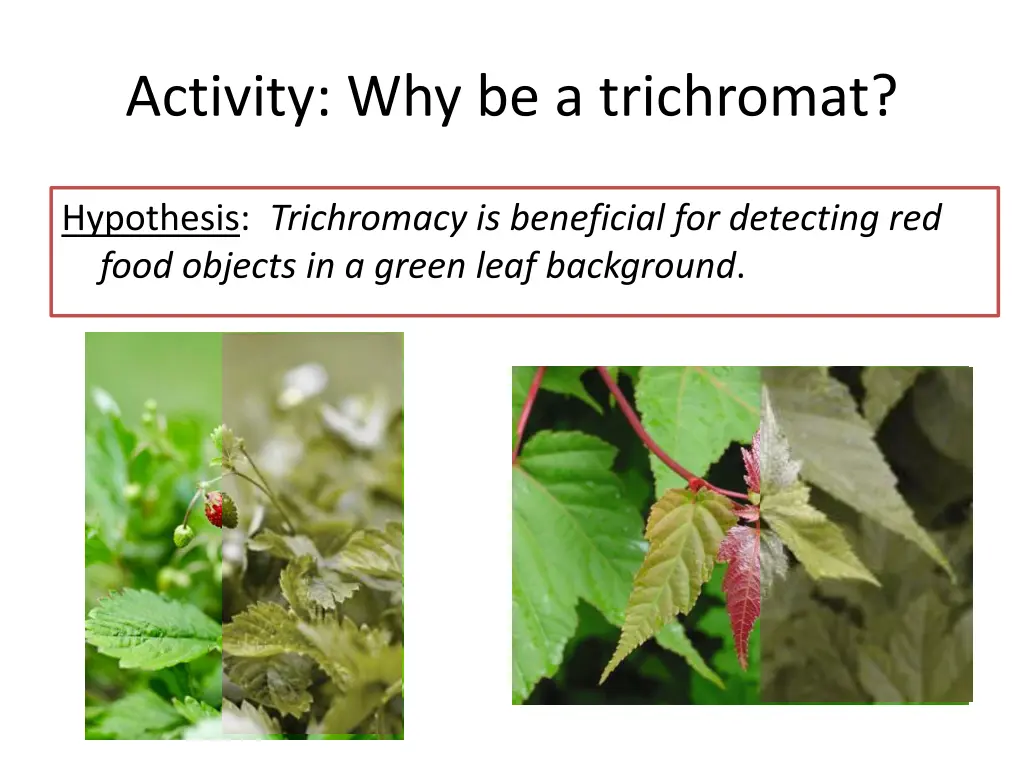 activity why be a trichromat 2