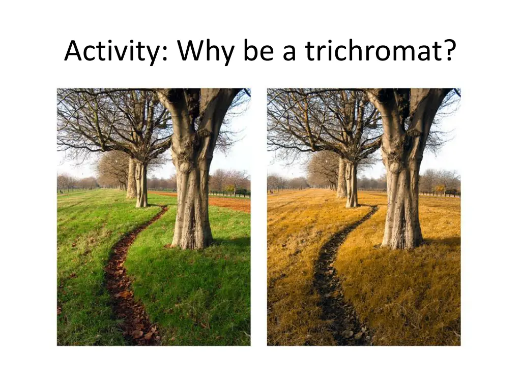 activity why be a trichromat