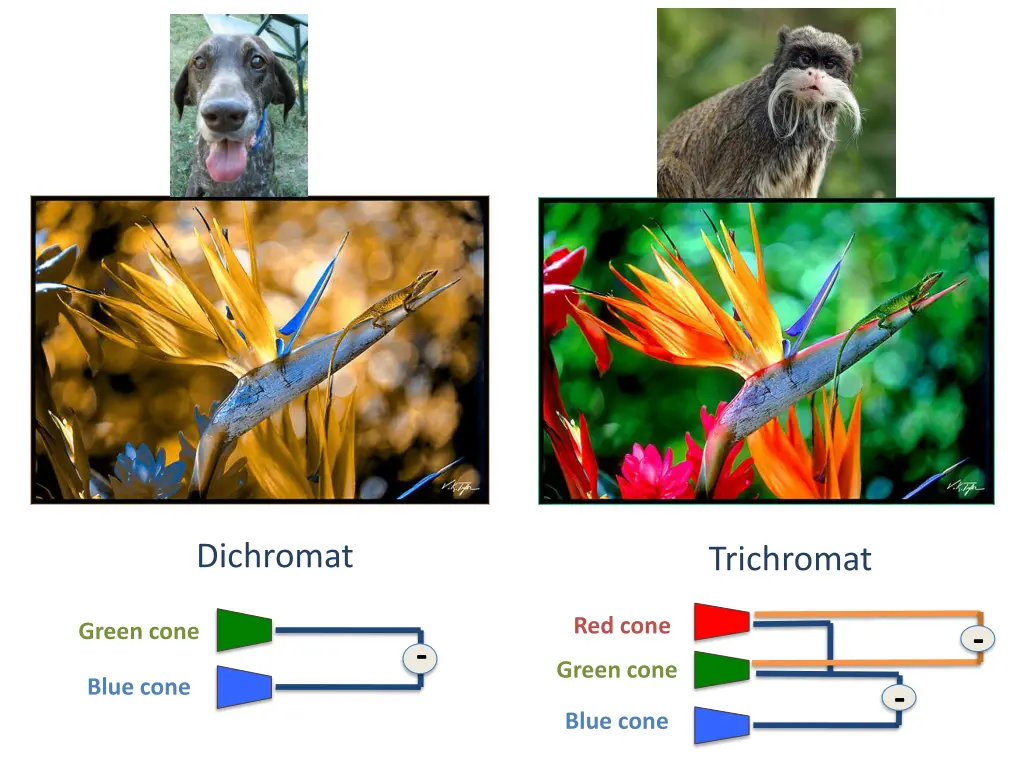 dichromat 1