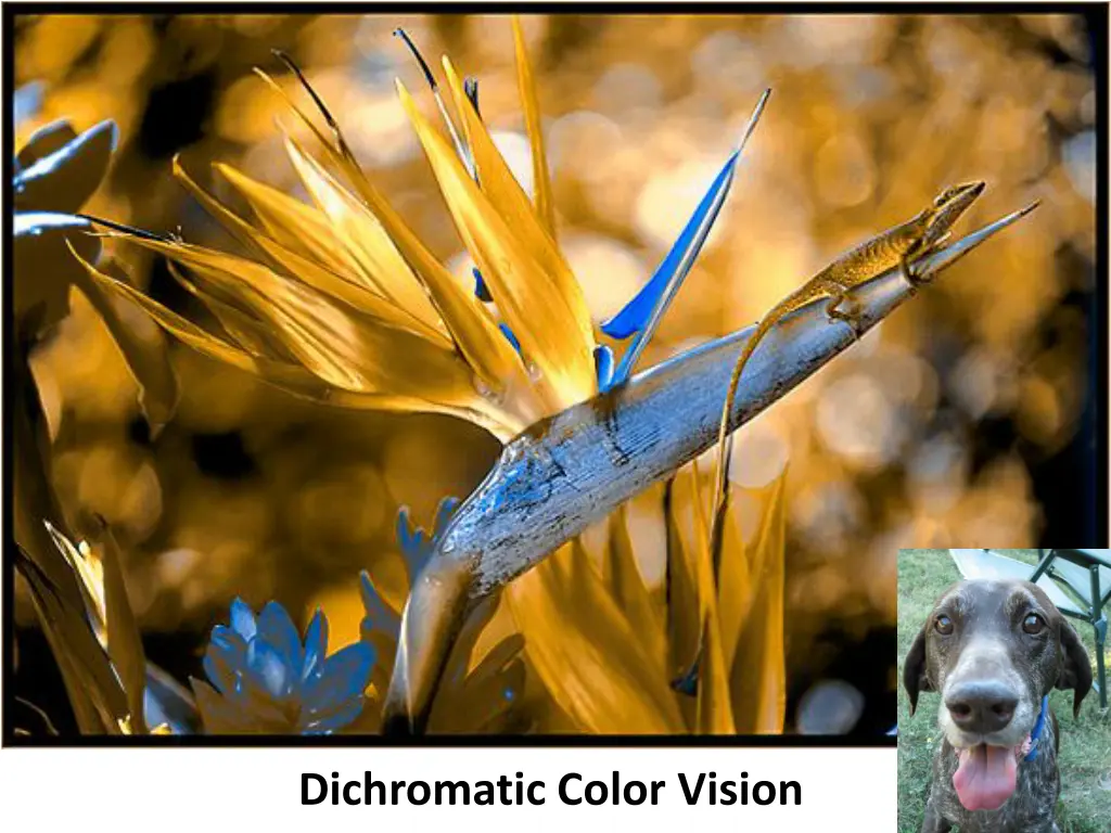 dichromatic color vision