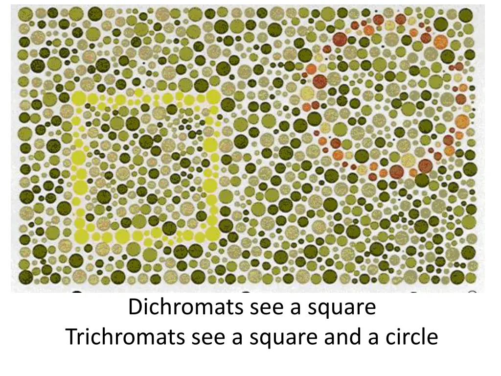 dichromats see a square trichromats see a square