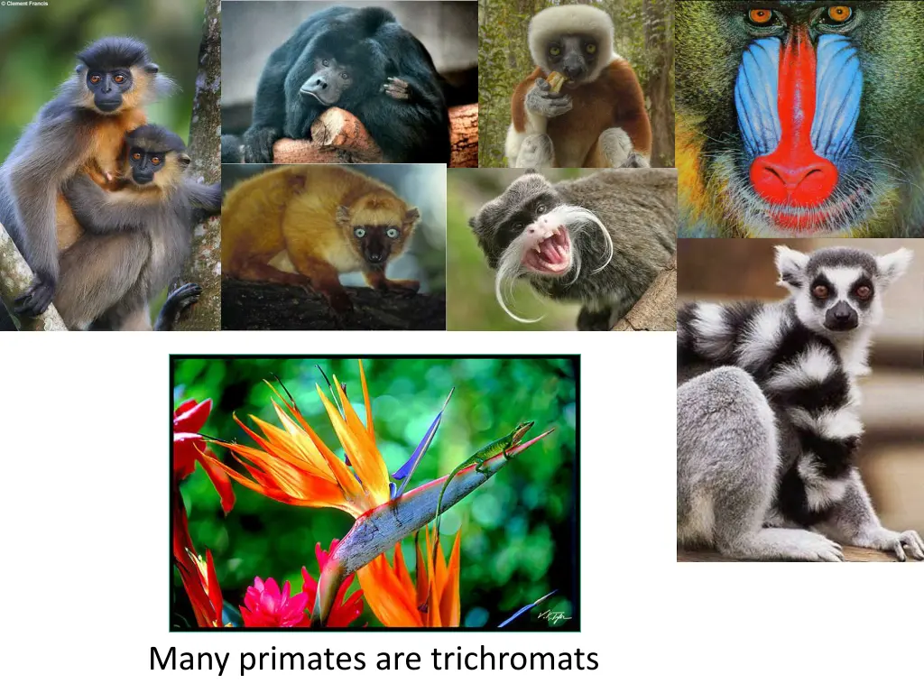 many primates are trichromats