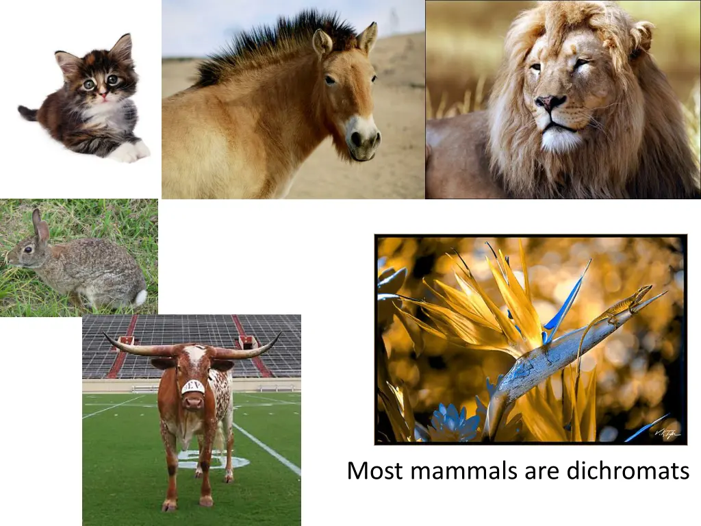 most mammals are dichromats