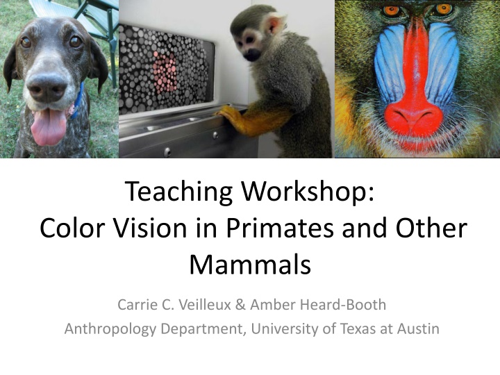 teaching workshop color vision in primates