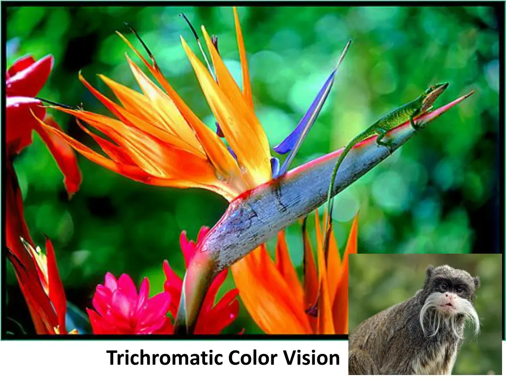 trichromatic color vision 1