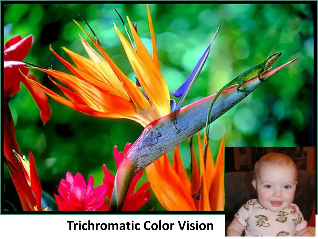 trichromatic color vision