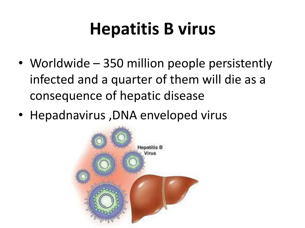 hepatitis b virus