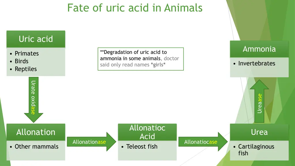 fate of uric acid in animals