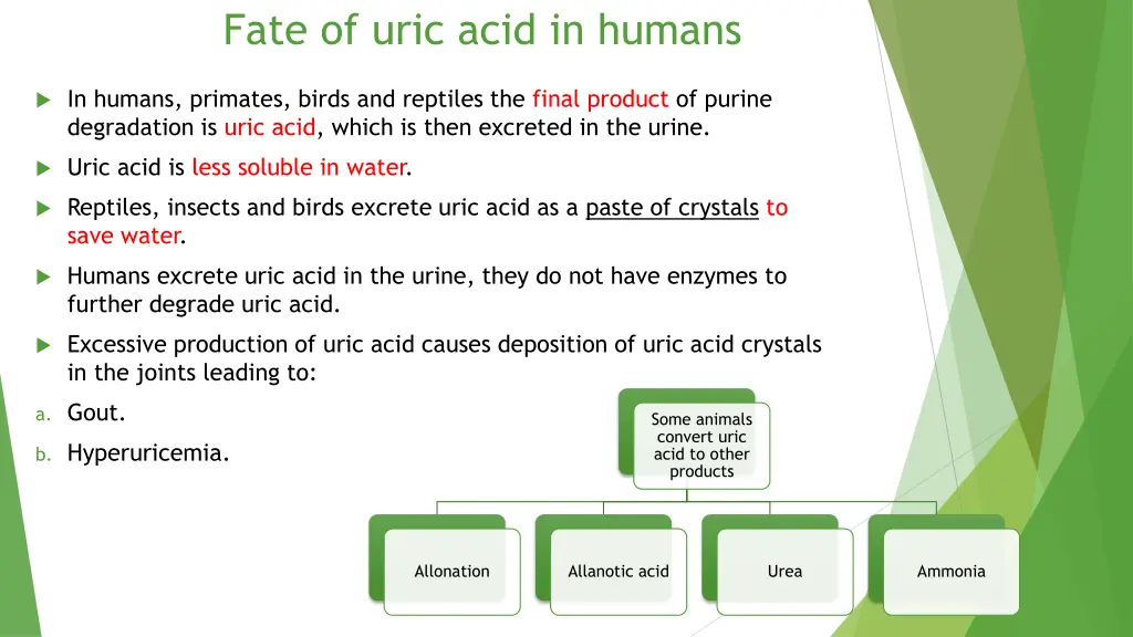 fate of uric acid in humans