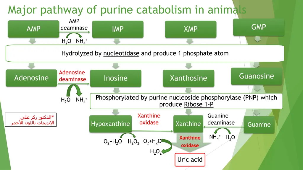 major pathway of purine catabolism in animals