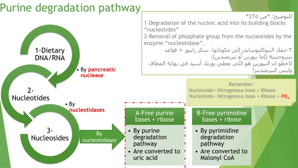 purine degradation pathway 1