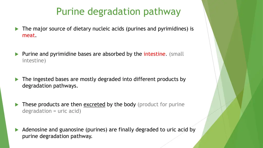 purine degradation pathway