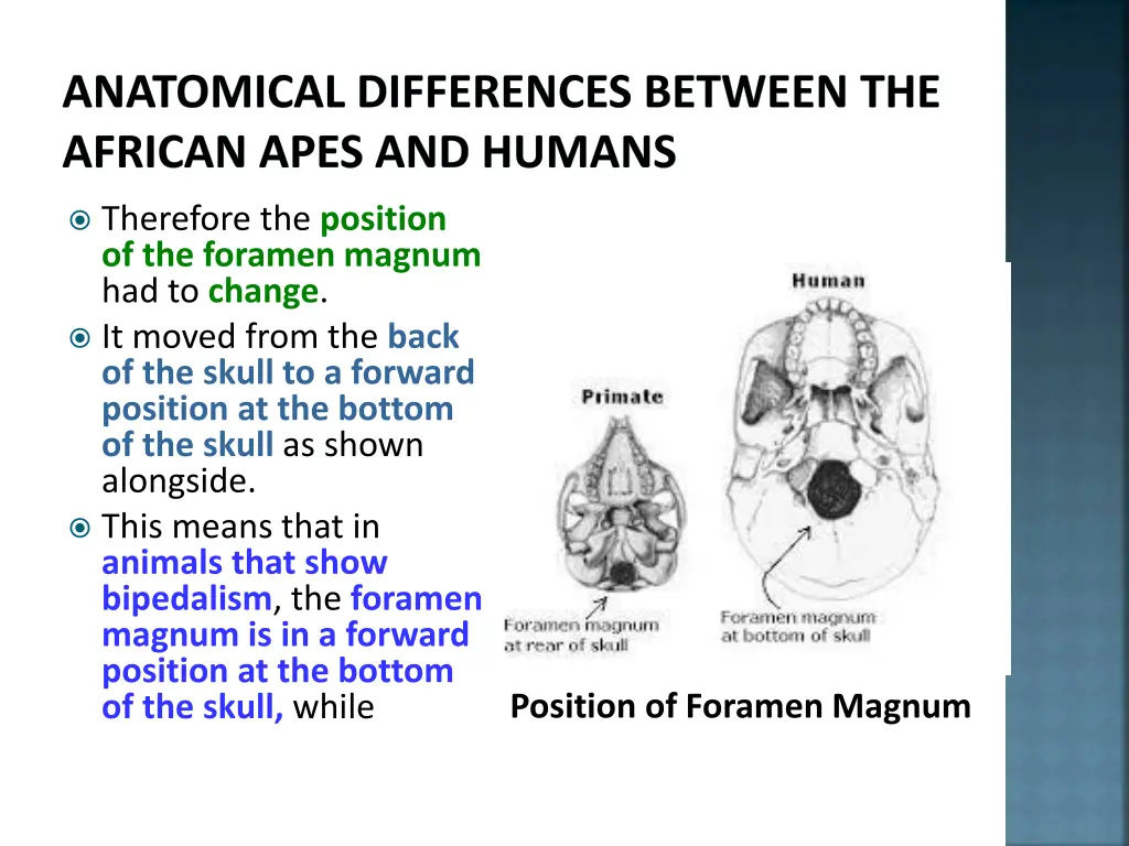 anatomical differences between the african apes 2