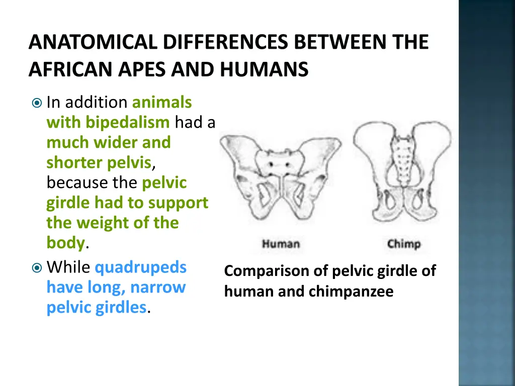 anatomical differences between the african apes 4