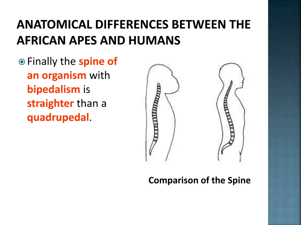 anatomical differences between the african apes 5