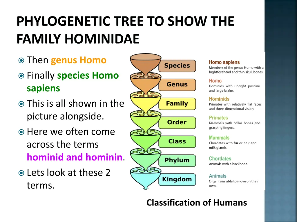 phylogenetic tree to show the family hominidae 1