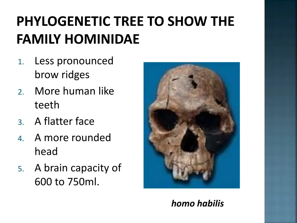 phylogenetic tree to show the family hominidae 11