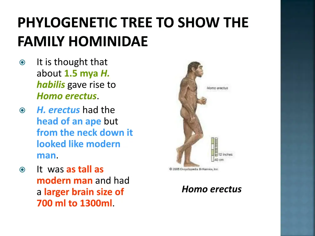 phylogenetic tree to show the family hominidae 12