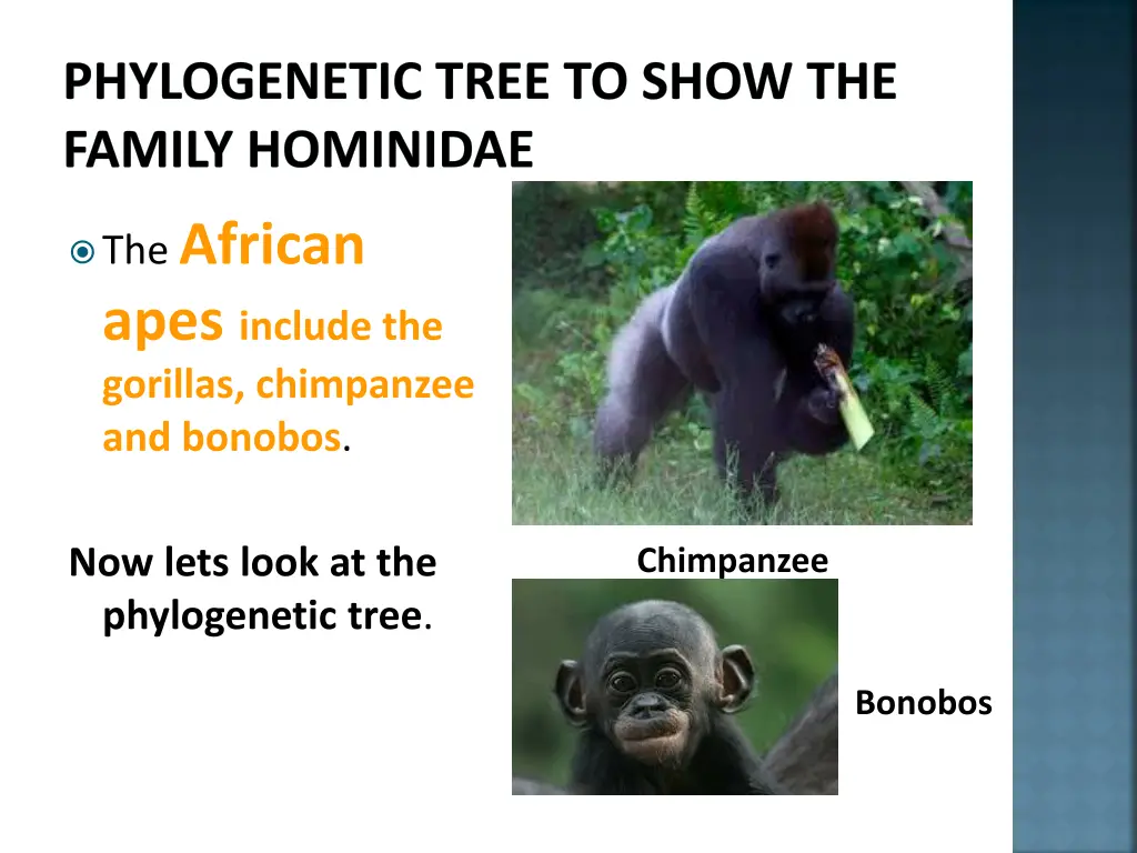 phylogenetic tree to show the family hominidae 3