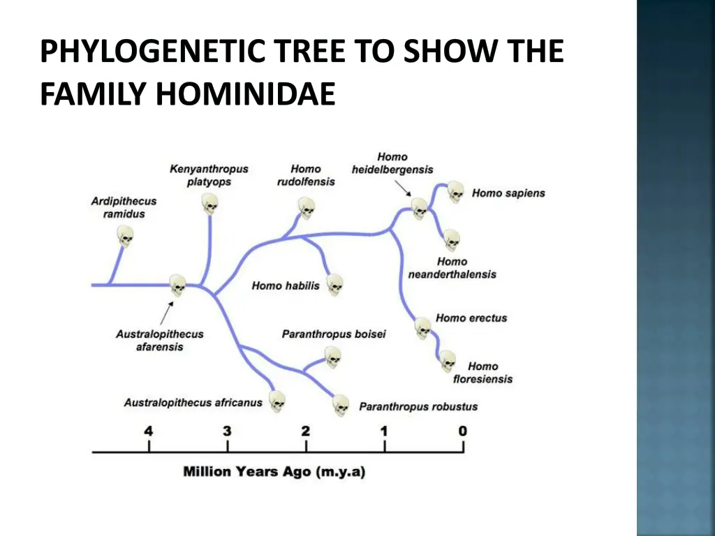 phylogenetic tree to show the family hominidae 5