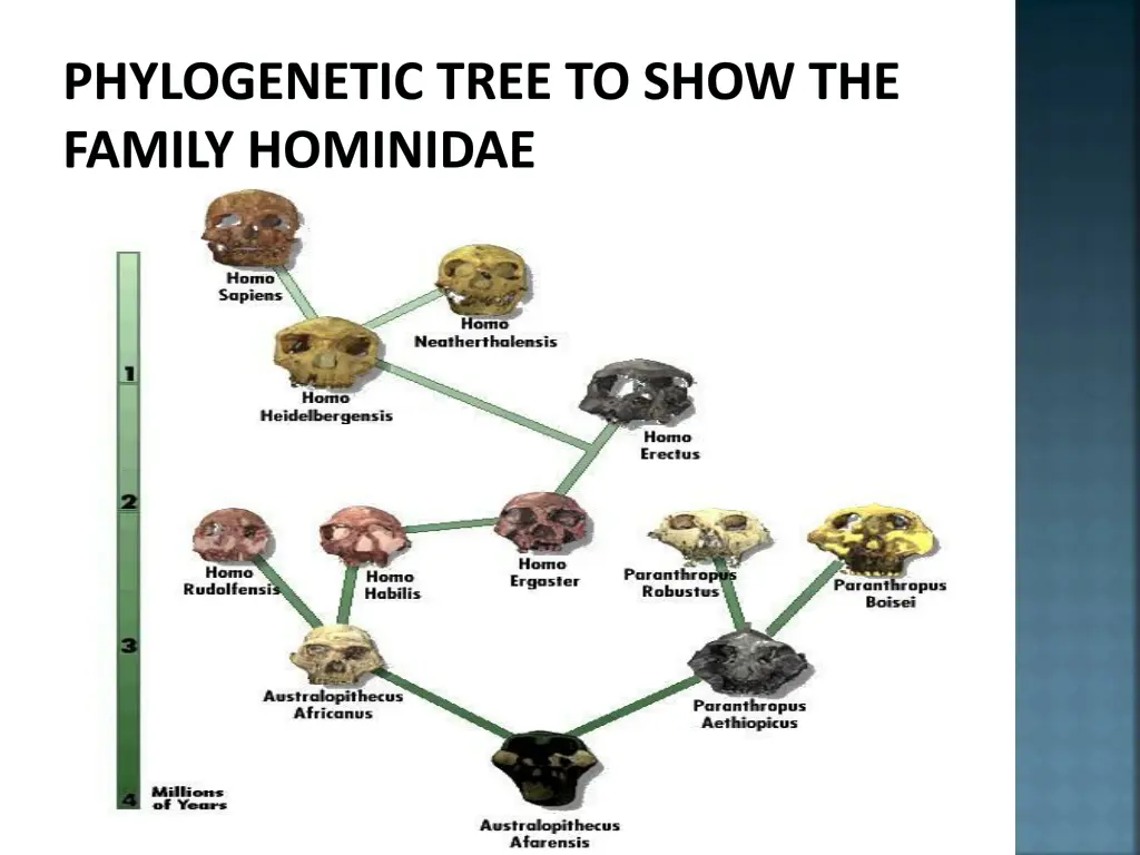 phylogenetic tree to show the family hominidae 6