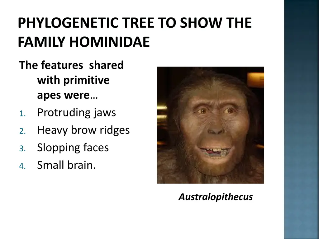 phylogenetic tree to show the family hominidae 8