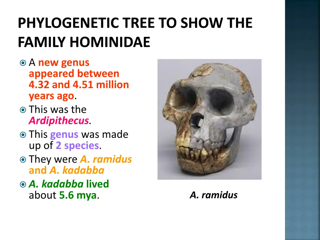 phylogenetic tree to show the family hominidae 9