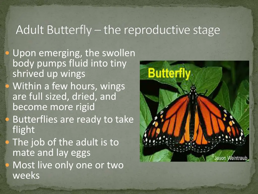 adult butterfly the reproductive stage