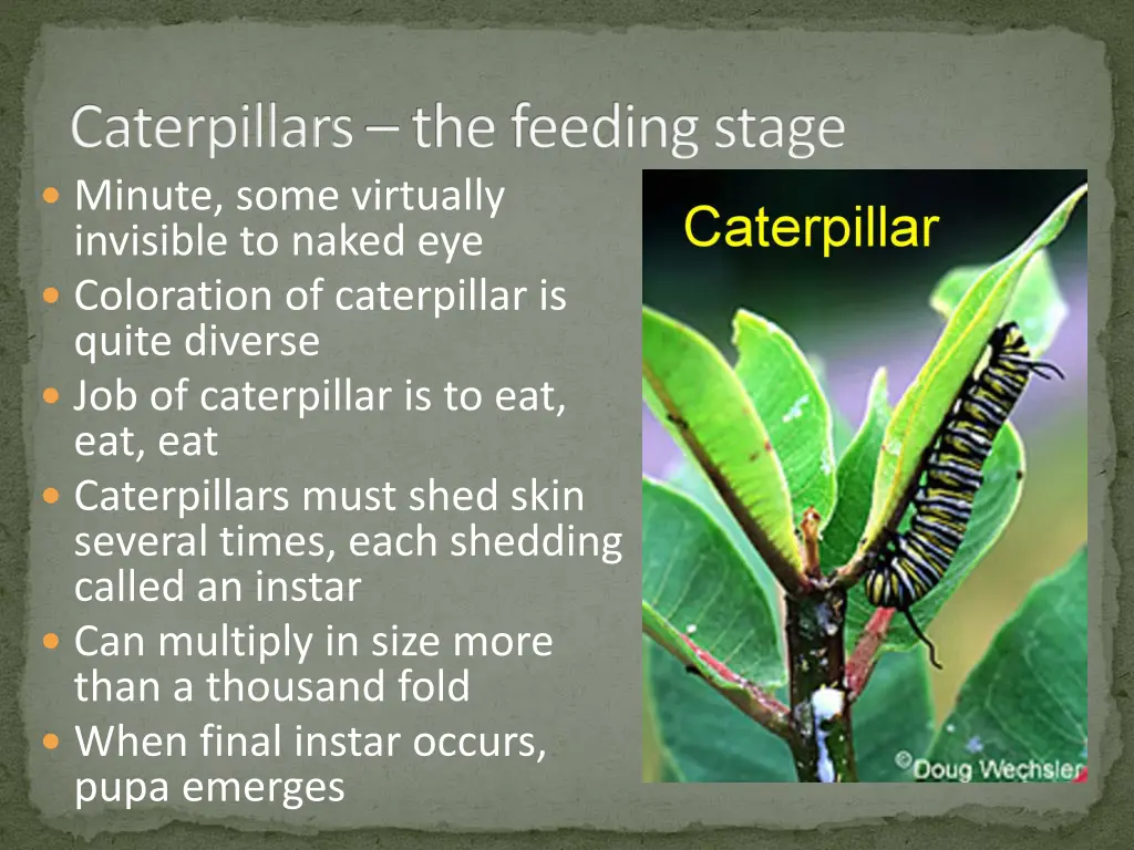 caterpillars the feeding stage