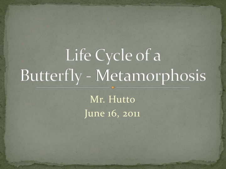 life cycle of a butterfly metamorphosis