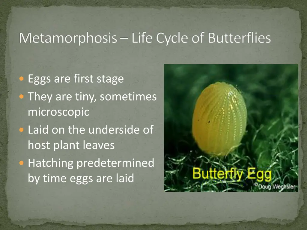 metamorphosis life cycle of butterflies