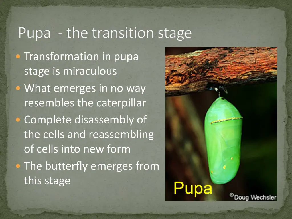 pupa the transition stage