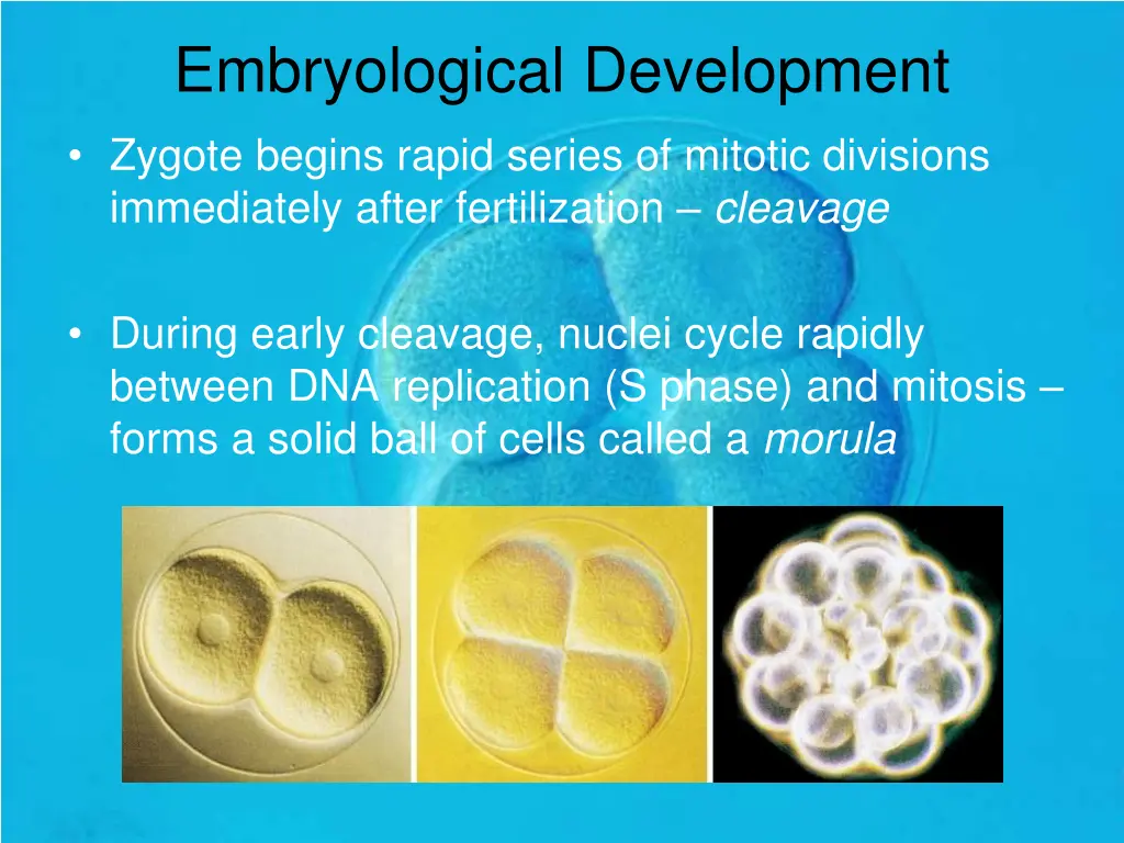 embryological development