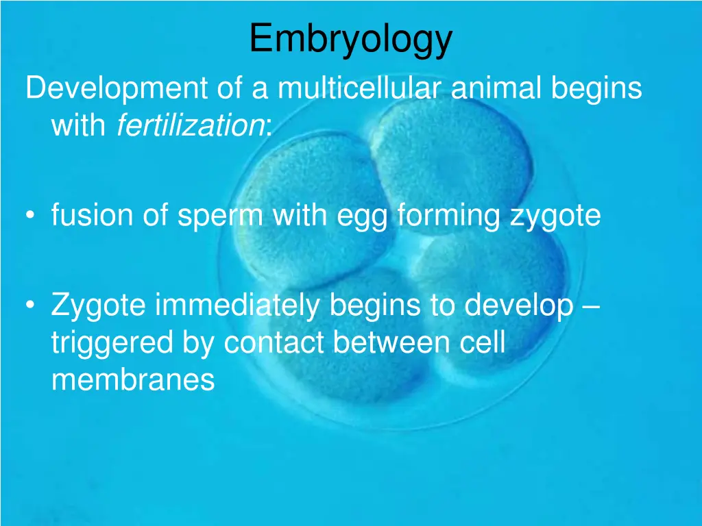 embryology