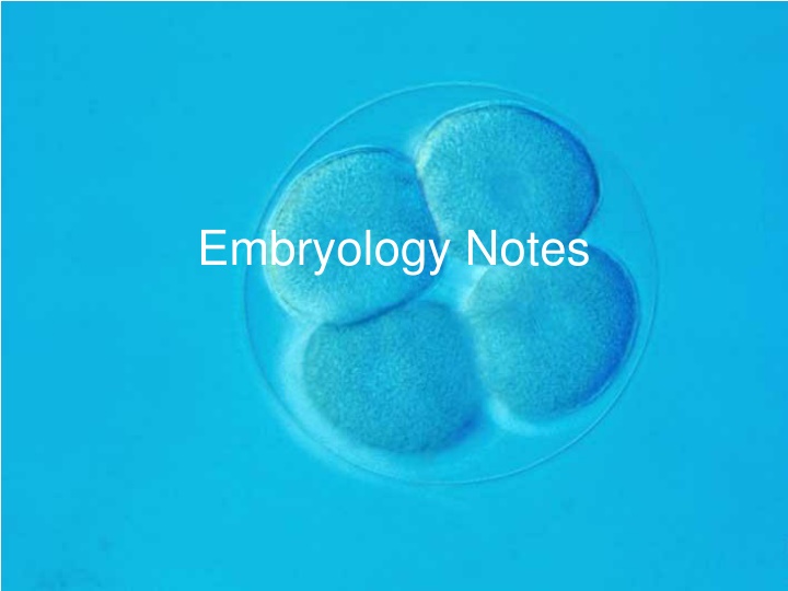 embryology notes